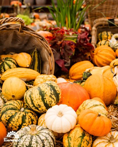 Panier de potirons et coloquintes multicolores en décor d'automne.